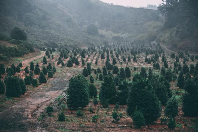 Kmetija božičnih drevescev