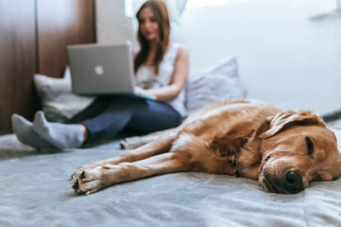 Pes a žena relaxujú a robia prieskumy