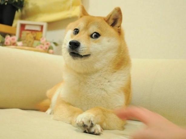 Perro meme de Dogecoin